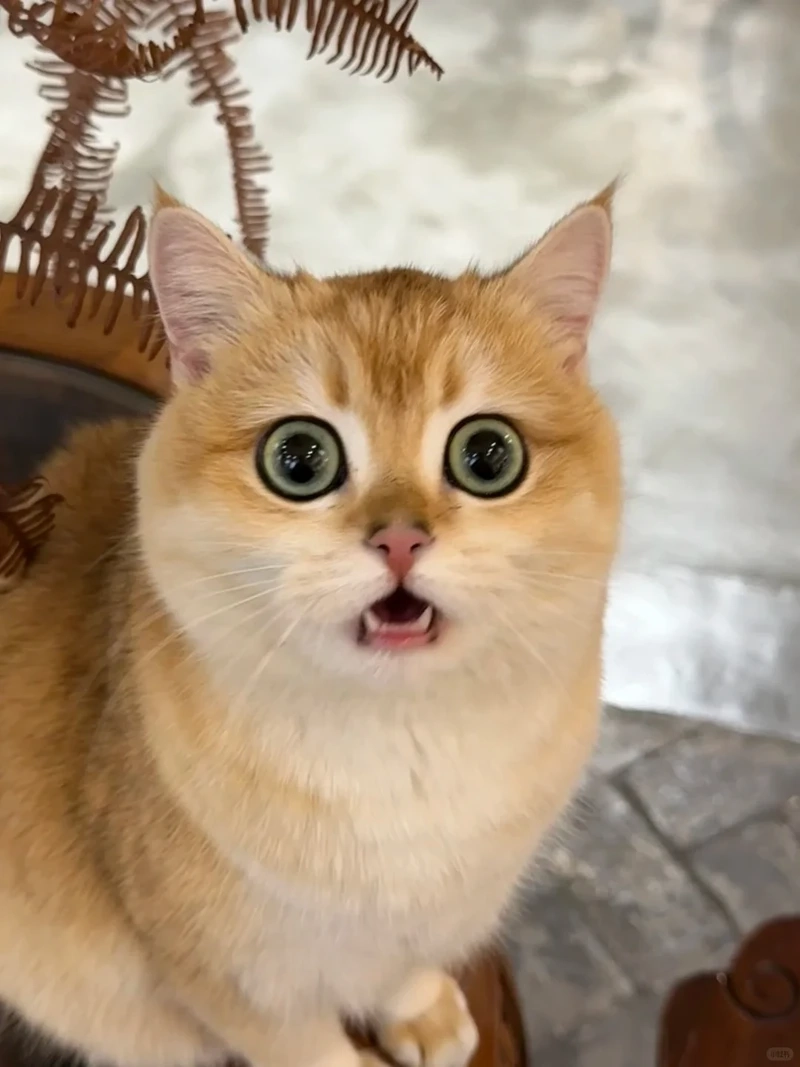 Cười thả ga với wow meme ảnh chế siêu sáng tạo